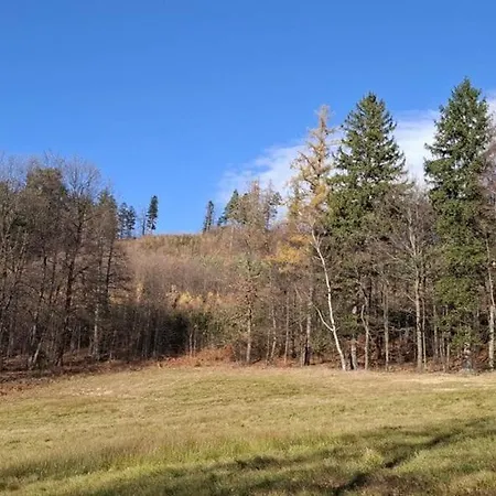 Forest Near Karpacz By Bookinghost