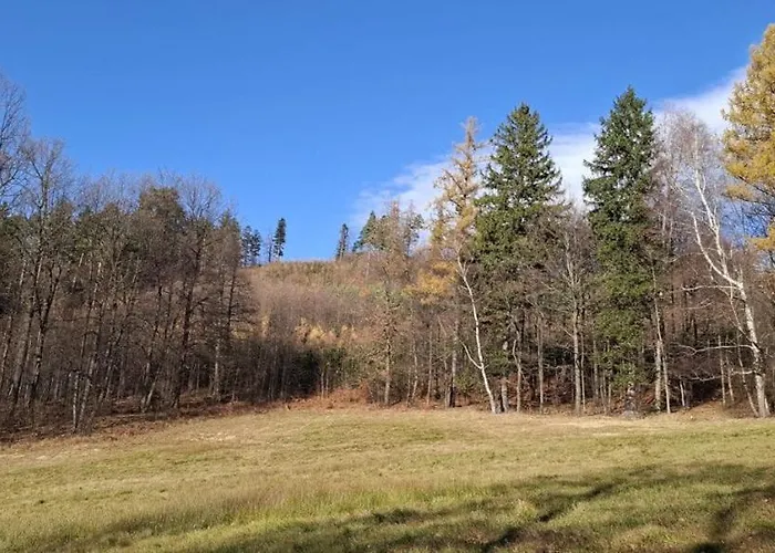 Forest Near Karpacz By Bookinghost